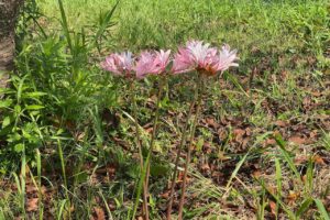 NPO法人コノハナロード延岡市民応援隊 コノハナロード　夏スイセン