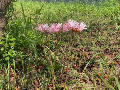 NPO法人コノハナロード延岡市民応援隊 コノハナロード　夏スイセン