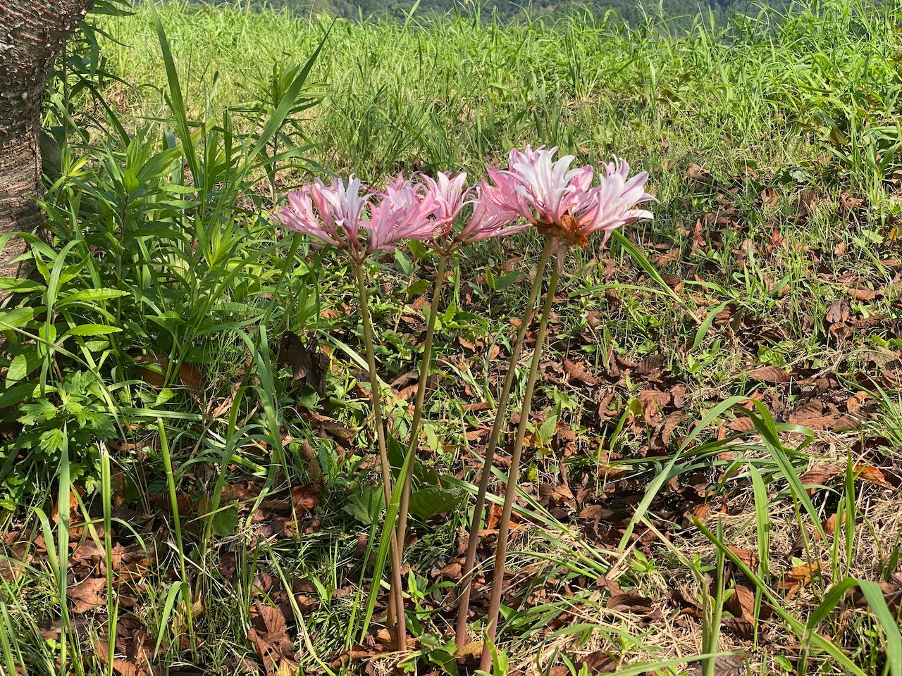 NPO法人コノハナロード延岡市民応援隊 コノハナロード　夏スイセン