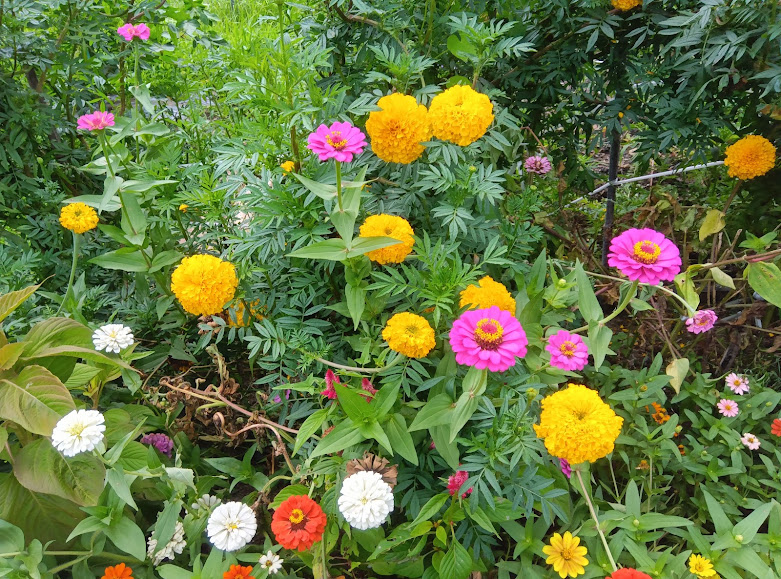 NPO法人コノハナロード延岡市民応援隊 コノハナロード花壇