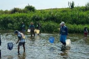 菊池川流域連携会議 魚をとって菊池川を観察する体験塾