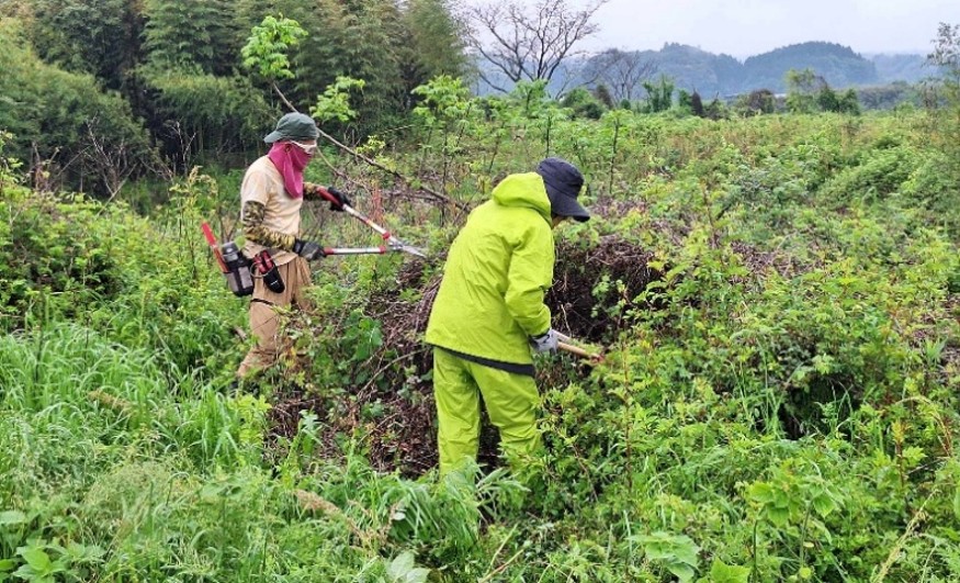 球磨川ツクシイバラの会 除草作業