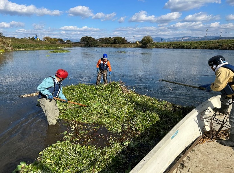 NPO法人みずのとらベル隊 加勢川外来水草除去作業