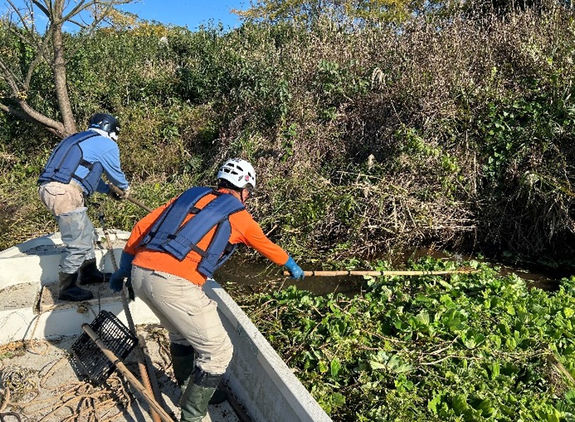 NPO法人みずのとらベル隊 加勢川外来水草除去作業